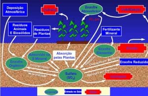 Enxofre conheça as características deste nutriente e sua importância