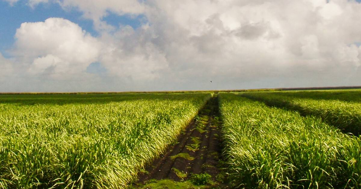 Por que é importante saber escolher o melhor fertilizante para cana