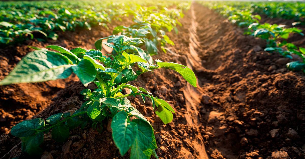 Quais S O As Vantagens Do Uso Do Map Na Agricultura