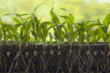 Erw in agriculture: benefits for soil fertility and crop production