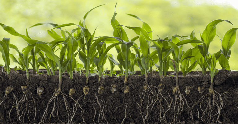 Erw in agriculture: benefits for soil fertility and crop production