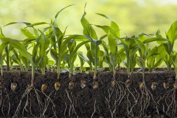 Erw and nutrient cycling: implications for soil health and productivity