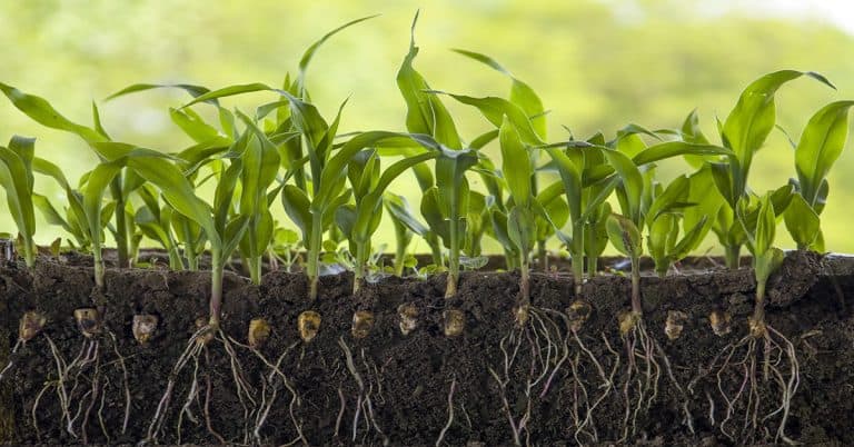 Erw and nutrient cycling: implications for soil health and productivity