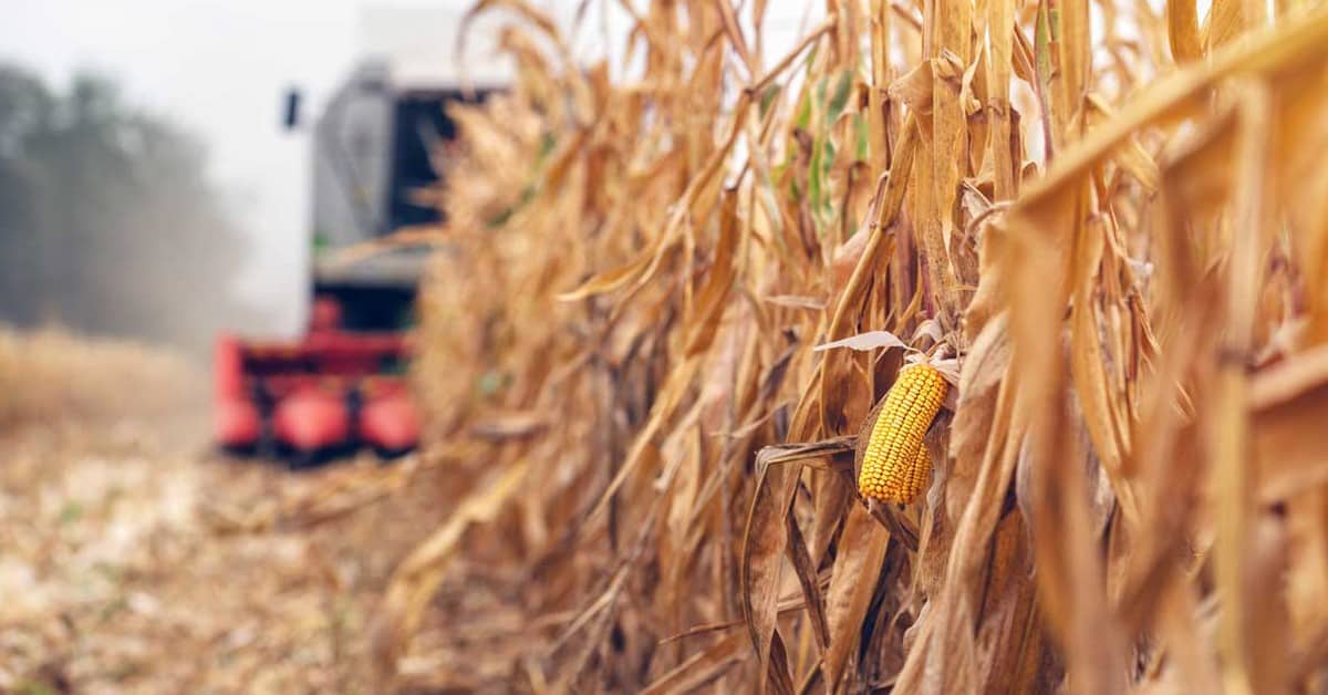 O uso do Cloreto de Potássio (KCl) como fertilizante na agricultura pode ser prejudicial para a sua produtividade