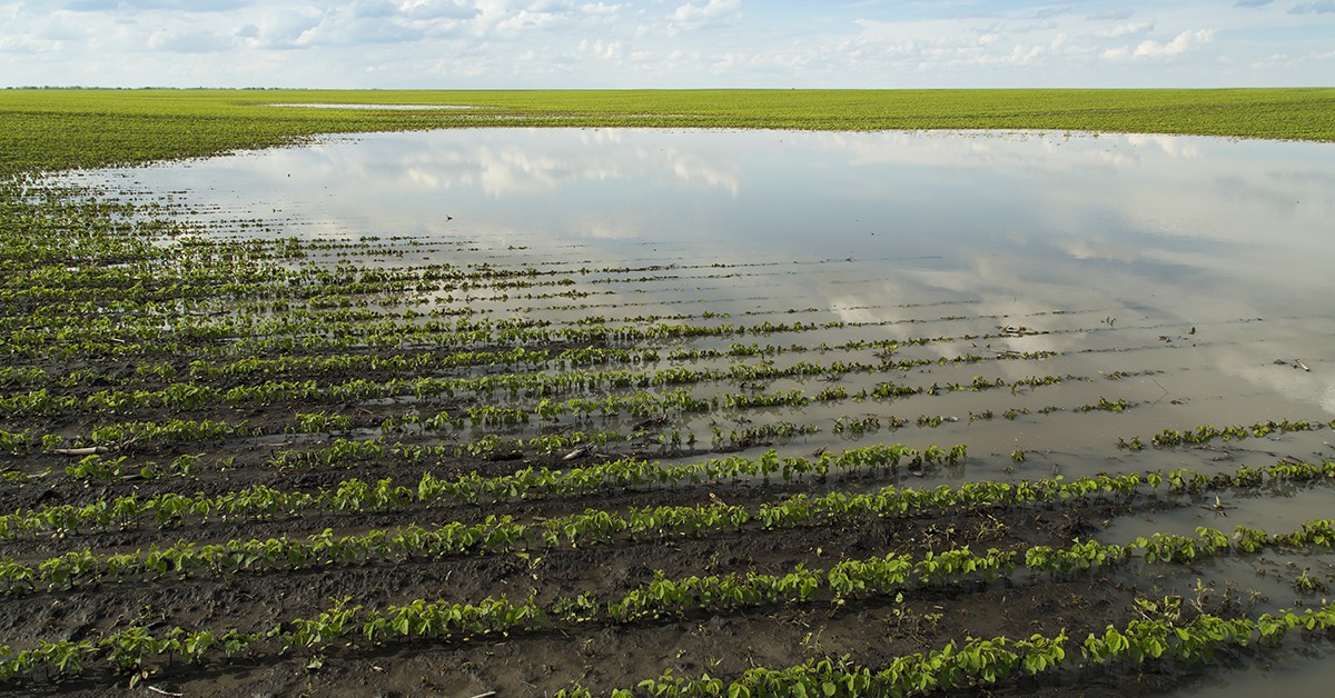 17-08-2020_Como o silício atua na defesa das plantas contra pragas, doenças e outros estresses