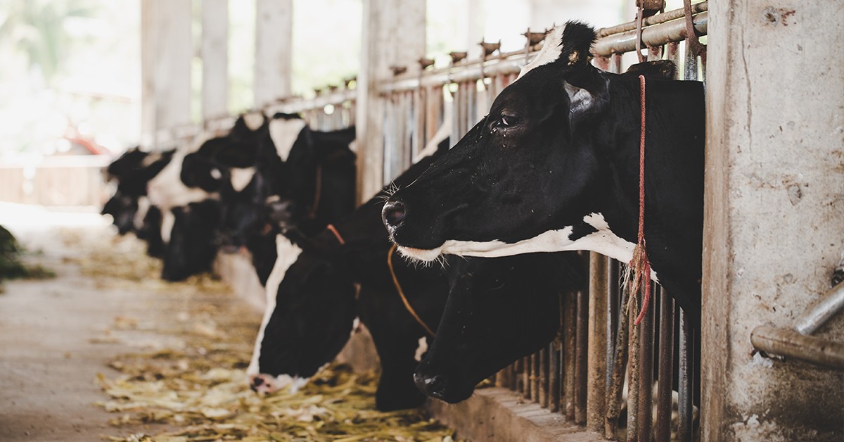 Compost Barn Entenda como funciona o confinamento que proporciona maior bem-estar animal e produtividade