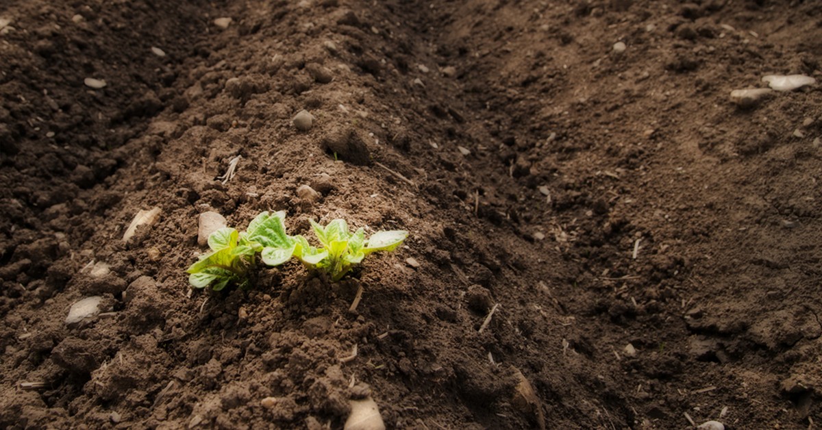 Conheça o programa SolloAgro de educação continuada em agricultura sustentável da ESALQ USP