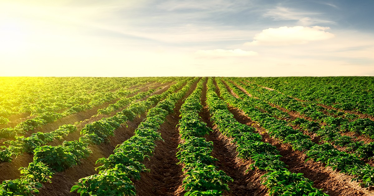 17-08-2020_Descubra as vantagens de ter um efeito residual dos nutrientes em sua plantação