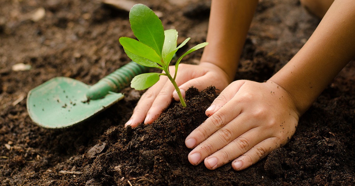 Entenda o que é a agricultura regenerativa e descubra porque essa prática vai muito além do produto orgânico