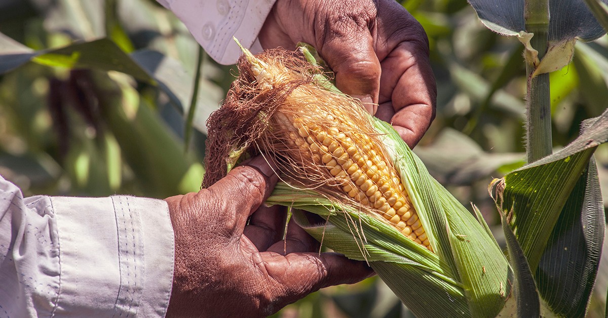 17-08-2020_Especialistas na produção de soja e milho conversam sobre como planejamento e novos paradigmas de nutrição são a chave para enfrentar a crise
