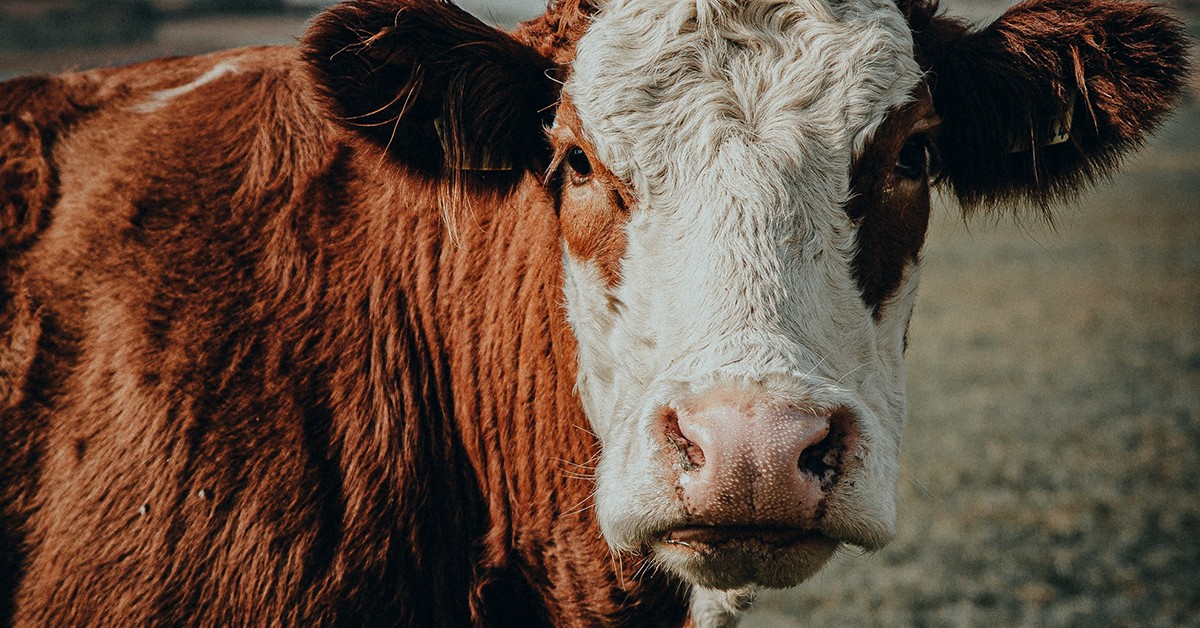17-08-2020_Experts do mercado bovino explicam como produzir carne de qualidade nutritiva e sustentável