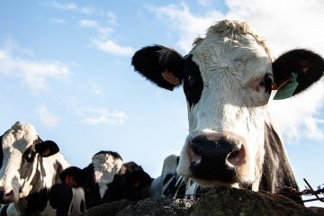 Saiba Como A Adubação Pode Ser A Ferramenta Para O Sucesso Na Intensificação Da Produção Pecuária E Produtividade Do Pasto