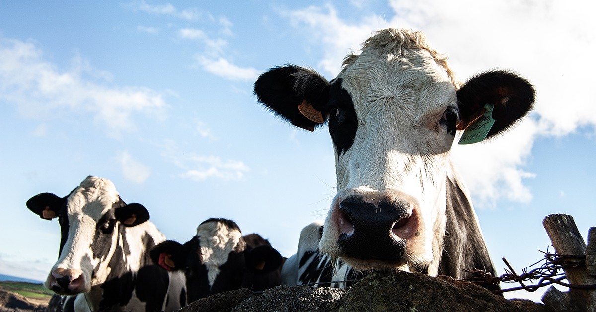 Saiba como a adubação pode ser a ferramenta para o sucesso na intensificação da produção pecuária e produtividade do pasto