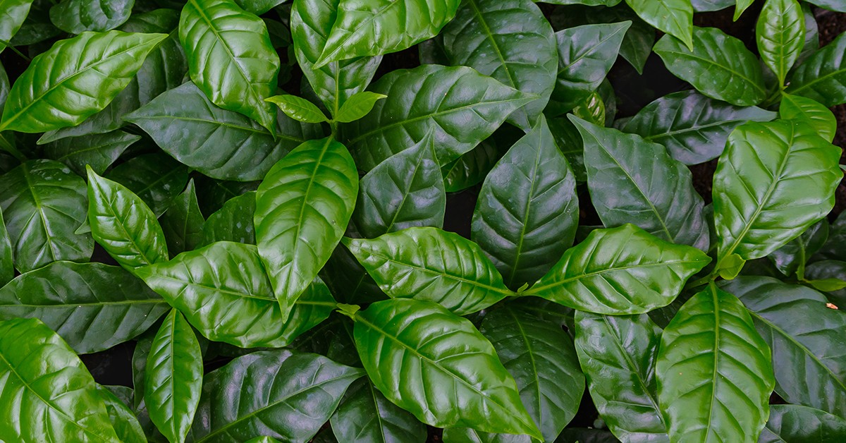 Saiba como atingir o equilíbrio nutricional da lavoura através da adubação foliar para alavancar seus índices de produtividades - 17 08 2020 Saiba como atingir o equilibrio nutricional da lavoura atraves da adubacao foliar para alavancar seus indices de produtividades
