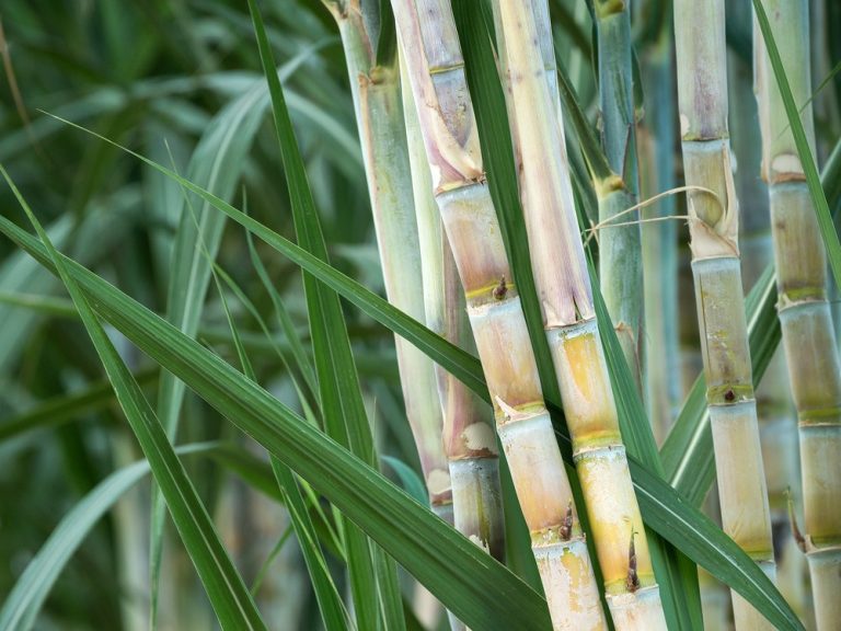 Pesquisa Aponta Aumento Na Produtividade Da Cana-De-Açúcar Com O Uso Do K Forte®, Um Fertilizante Inovador