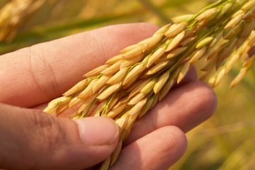 Saiba Como O Silício Ajuda A Sua Lavoura A Ser Mais Resistente Contra Pragas E Doenças - Rice Grain 164504