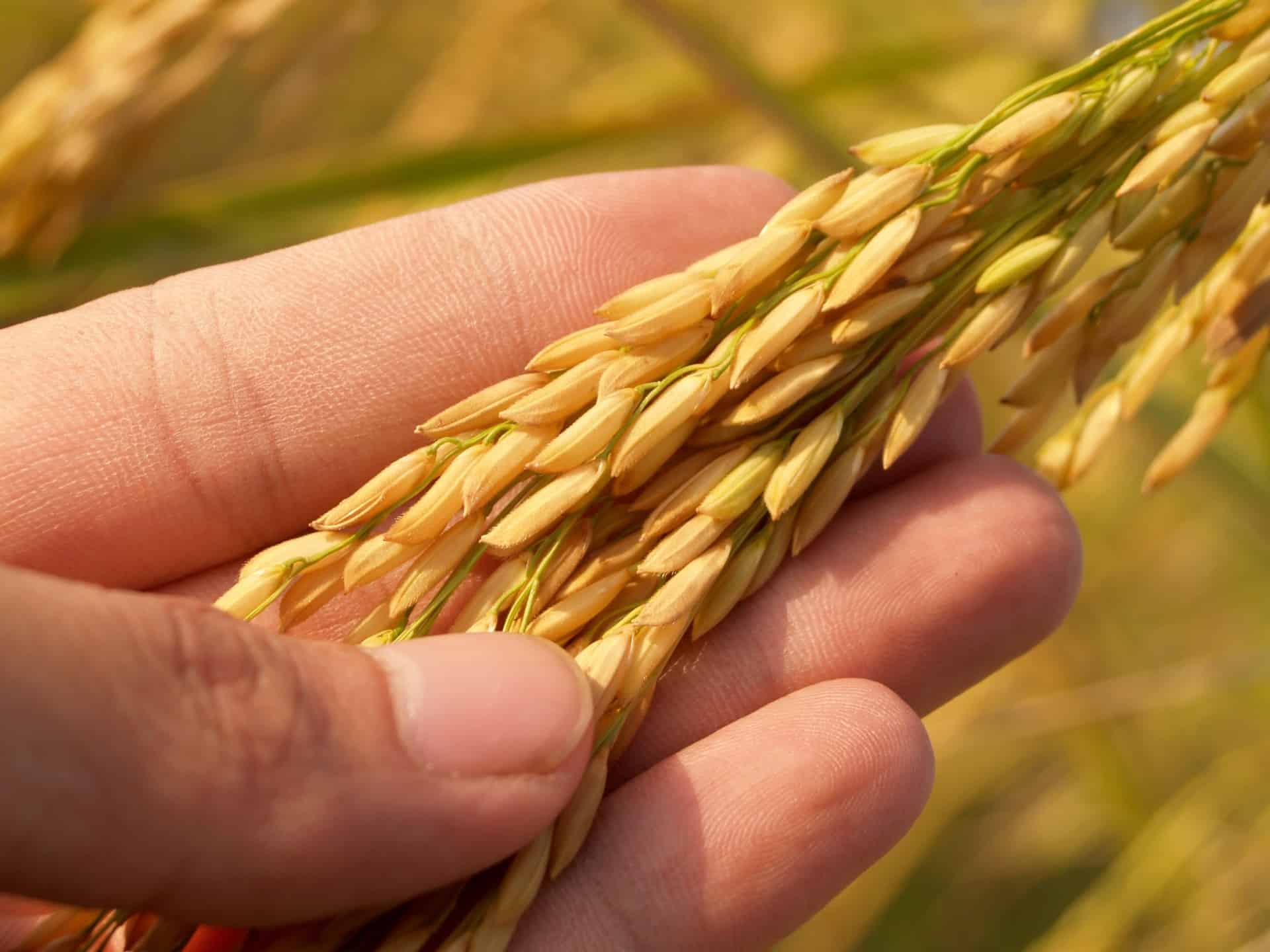 Saiba como o silício ajuda a sua lavoura a ser mais resistente contra pragas e doenças - rice grain 164504