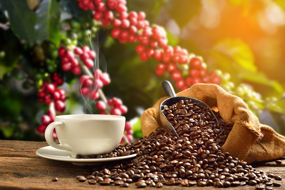 Pesquisa Da Epamig Mostra Como O K Forte® Melhora Produtividade E A Qualidade Da Bebida Do Café