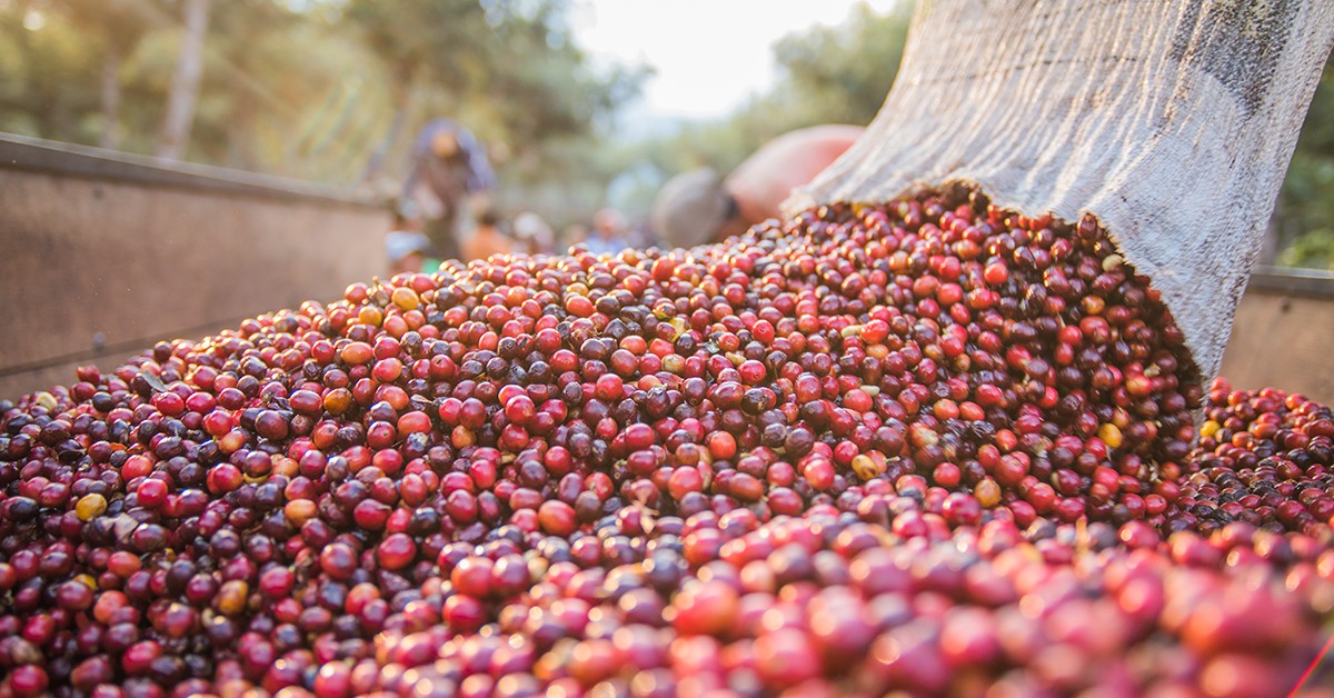 Café irrigado Saiba como ter sucesso neste manejo e se ele é ideal para sua fazenda
