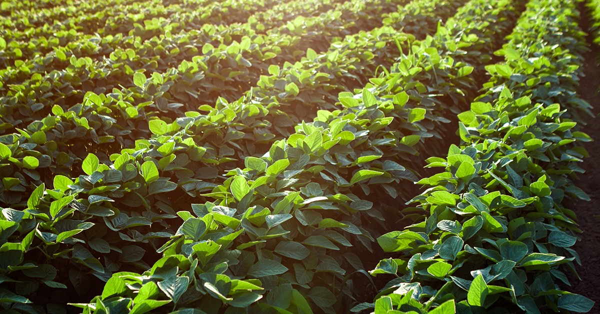 Entenda por que fertilizantes multinutrientes podem ajudar a produzir mais e com mais qualidade