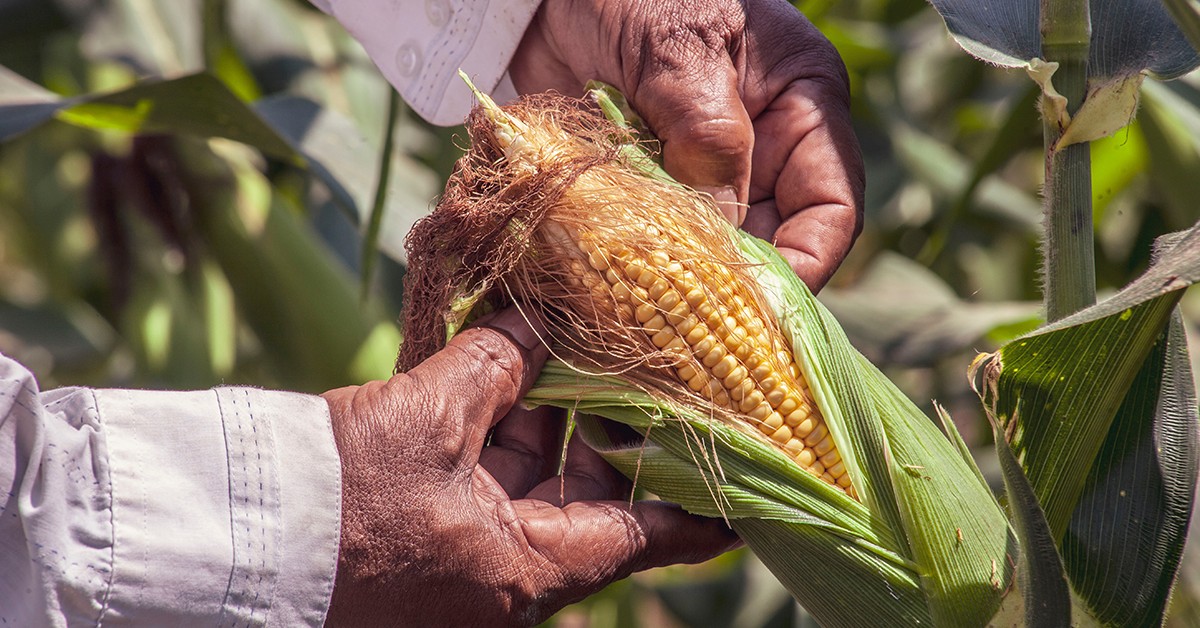 Nematoides em soja e milho Aprenda a controlar com o manejo natural de pragas
