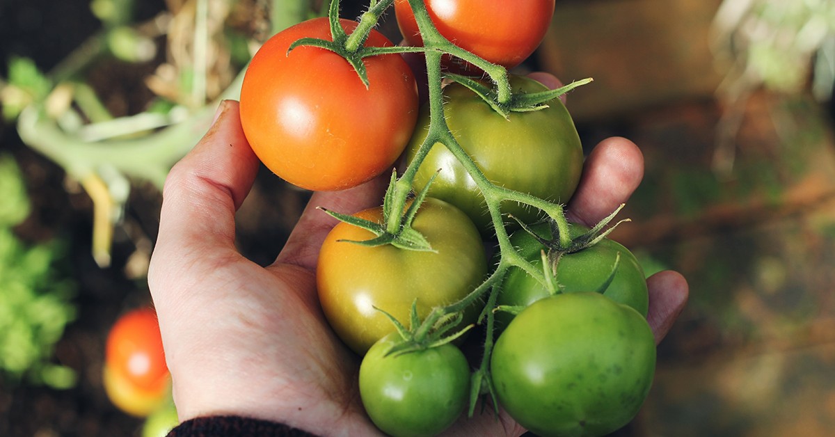 Confira quais são os principais benefícios do K Forte® para hortifruti