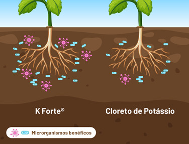 Diferenças Entre Os Tratamentos Com K Forte® E Cloreto De Potássio (Kcl): O K Forte® Preservou E Aumentou Os Microrganismos Benéficos Do Solo