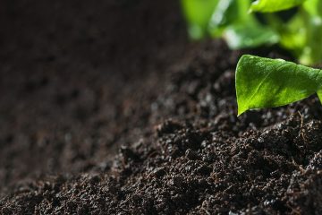 Descubra Como Evitar A Segregação De Nutrientes Causada Pelos Fertilizantes Formulados Compostos Por Misturas De Grânulos