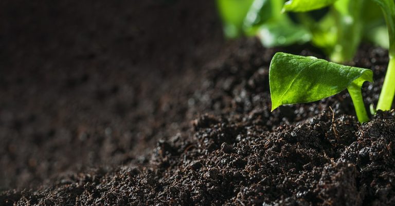 Descubra Como Evitar A Segregação De Nutrientes Causada Pelos Fertilizantes Formulados Compostos Por Misturas De Grânulos