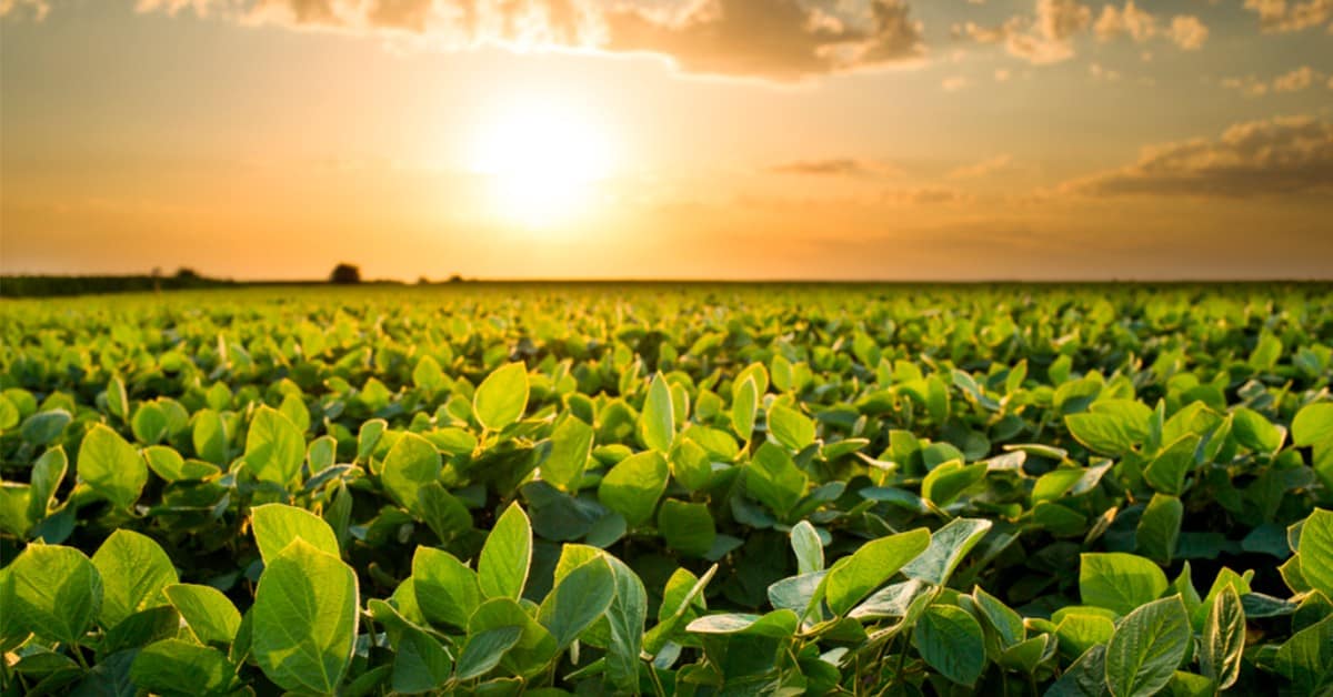 Entenda por que o enxofre micronizado é mais eficiente na agricultura