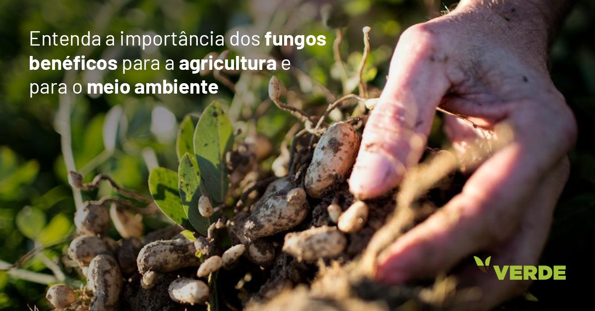 Entenda A Importância Dos Fungos Benéficos Para A Agricultura E Para O Meio Ambiente 1848