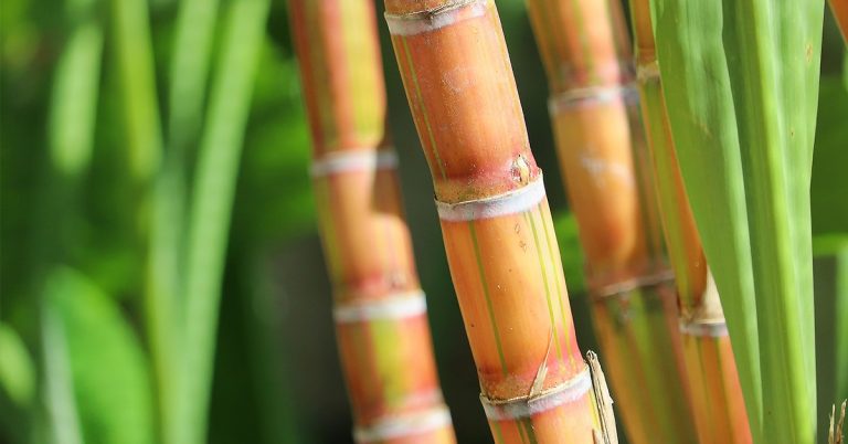 Como Os Microrganismos Podem Atuar No Manejo Integrado De Pragas Da Cana De Açúcar