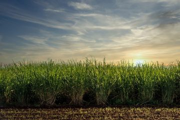 O Gesso Agrícola É Uma Boa Fonte De Enxofre? - Entenda As Desvantagens Do Uso Do Gesso Agricola Como Fonte De Enxofre