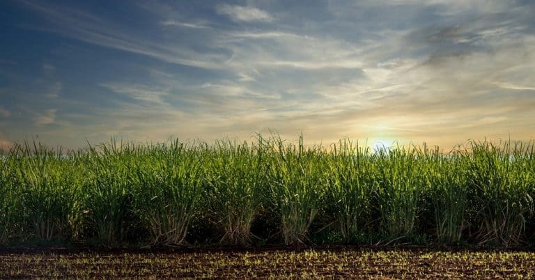 O Gesso Agrícola É Uma Boa Fonte De Enxofre? - Entenda As Desvantagens Do Uso Do Gesso Agricola Como Fonte De Enxofre