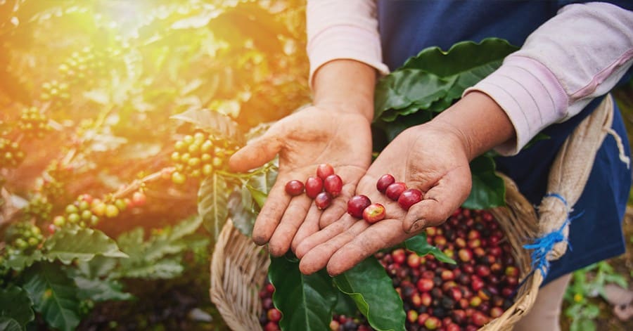 Pesquisa mostra fonte de potássio eficiente e com mais vantagens para o café - Pesquisa mostra fonte de potassio eficiente e com mais vantagens para o cafe