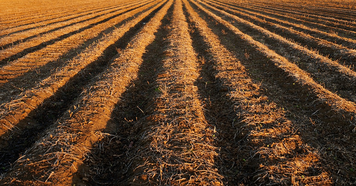 equilíbrio nutricional das plantas