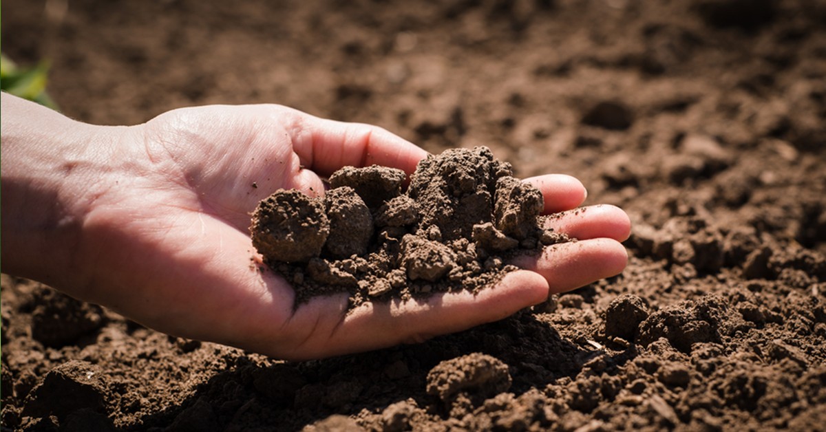 Salinidade do solo uma ameaca a produtividade agricola