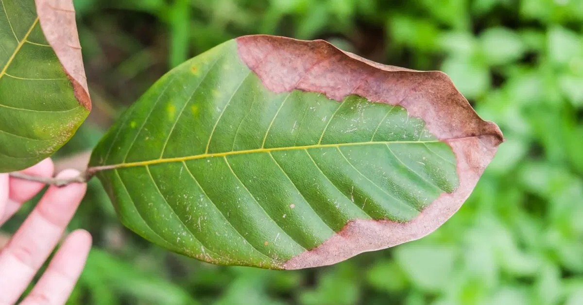 Saiba mais sobre o que é a análise foliar de potássio e a importância dessa técnica para a produtividade da lavoura
