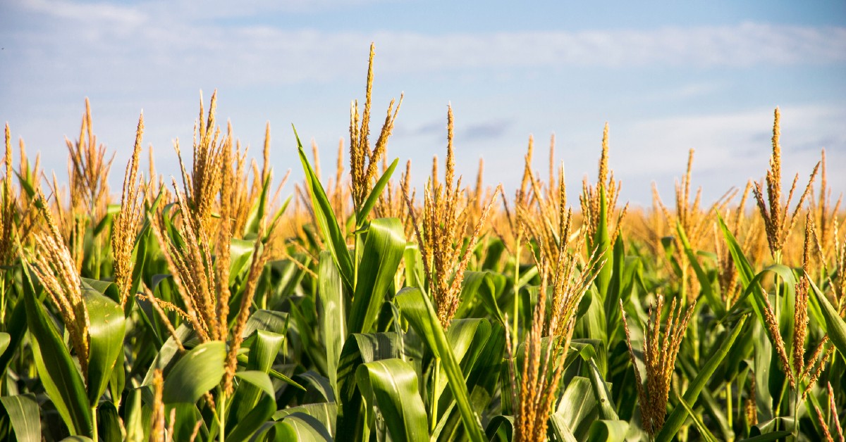 Como potencializar o manejo nutricional de fósforo e potássio na produção de grãos