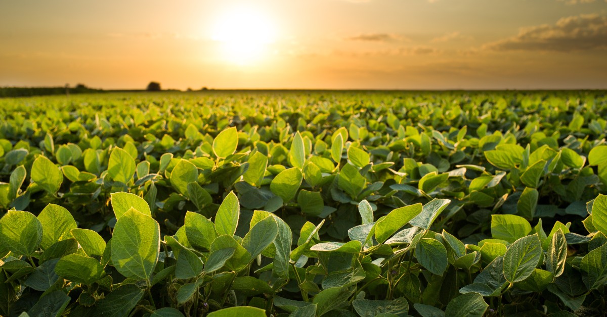 Entenda o que é o nitrato de potássio e se ele é um fertilizante vantajoso - Entenda o que e o nitrato de potassio e se ele e um fertilizante vantajoso 1