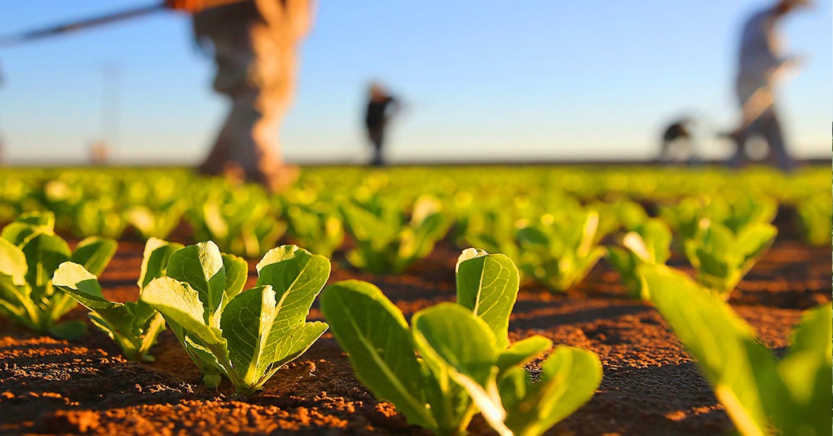 Você sabe o que é a ulexita e porque ela é uma fonte de boro vantajosa para o agricultor Qual é a importância do boro no manejo nutricional.