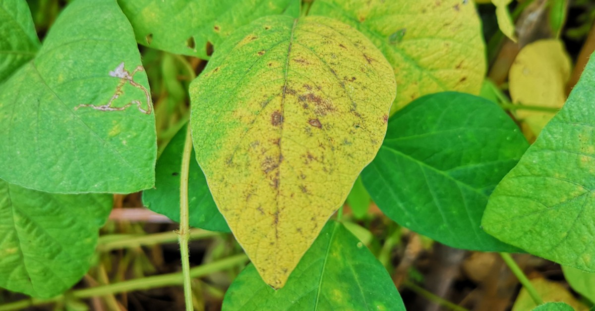 O papel do silício no combate de pragas e doenças agrícolas