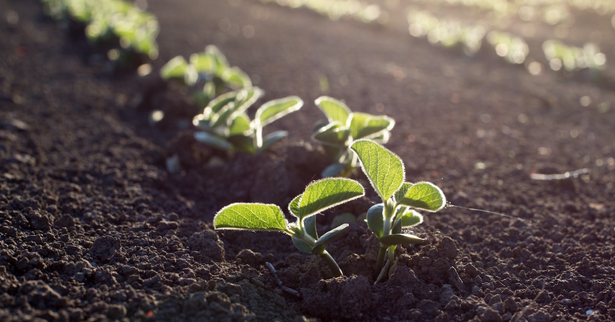 As vantagens e limitações do fosfato natural para a adubação agrícola