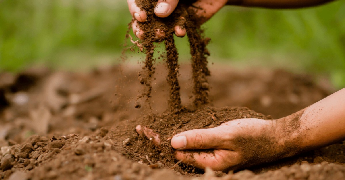 Como os microrganismos podem melhorar o ecossistema do solo