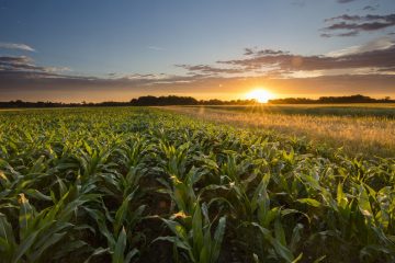 Conheça A Biotita E Seu Uso Como Fonte De Potássio Agrícola - Conheca A Biotita E Seu Uso Como Fonte De Potassio Agricola