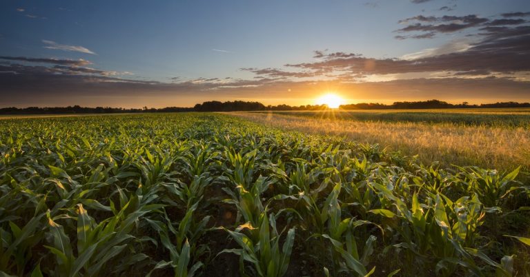 Conheça A Biotita E Seu Uso Como Fonte De Potássio Agrícola - Conheca A Biotita E Seu Uso Como Fonte De Potassio Agricola