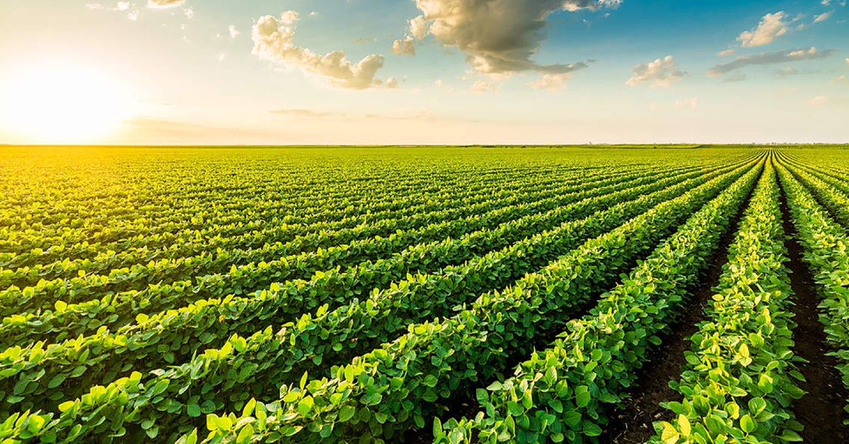 Microrganismos do solo: grandes aliados no controle de pragas na agricultura