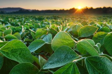 O Feldspato Potássico É Um Potencial Agromineral De Baixa Solubilidade Que Ajuda A Disponibilizar Os Nutrientes Pouco Solúveis Para As Plantas.