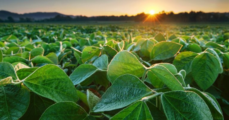 O Feldspato Potássico É Um Potencial Agromineral De Baixa Solubilidade Que Ajuda A Disponibilizar Os Nutrientes Pouco Solúveis Para As Plantas.