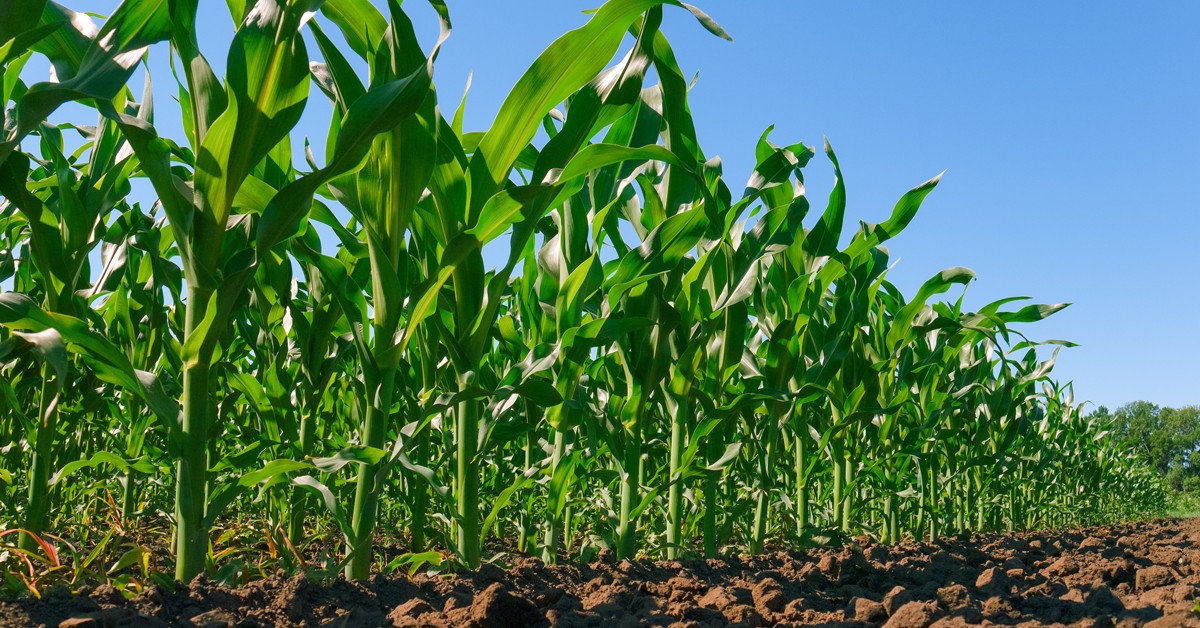 Ureia: entenda o que é esse fertilizante nitrogenado